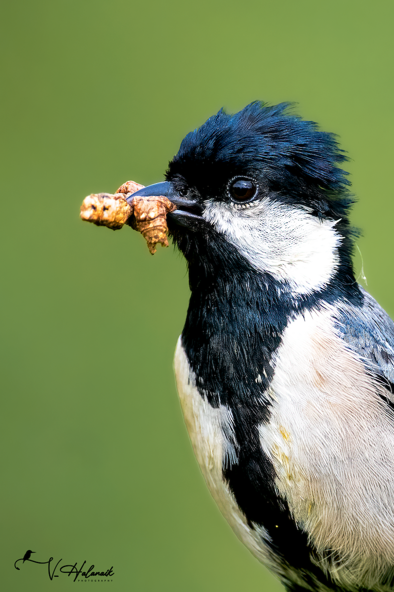 Asian Tit - ML646878567