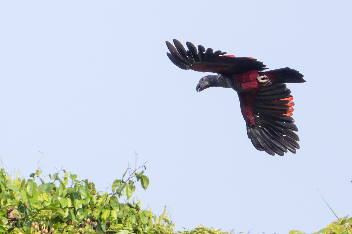 Pesquet's Parrot - ML646878568