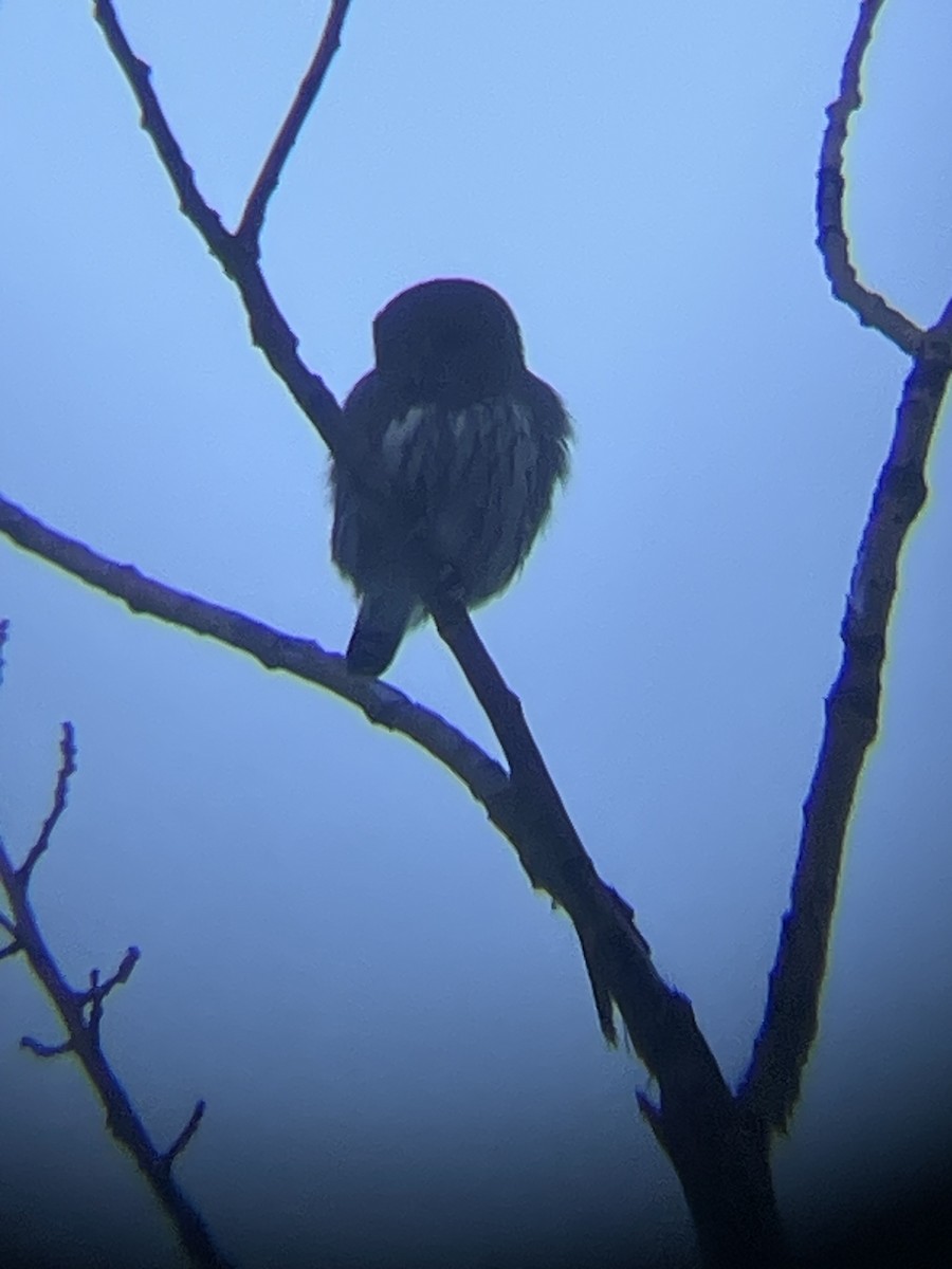 Northern Pygmy-Owl - ML646878571