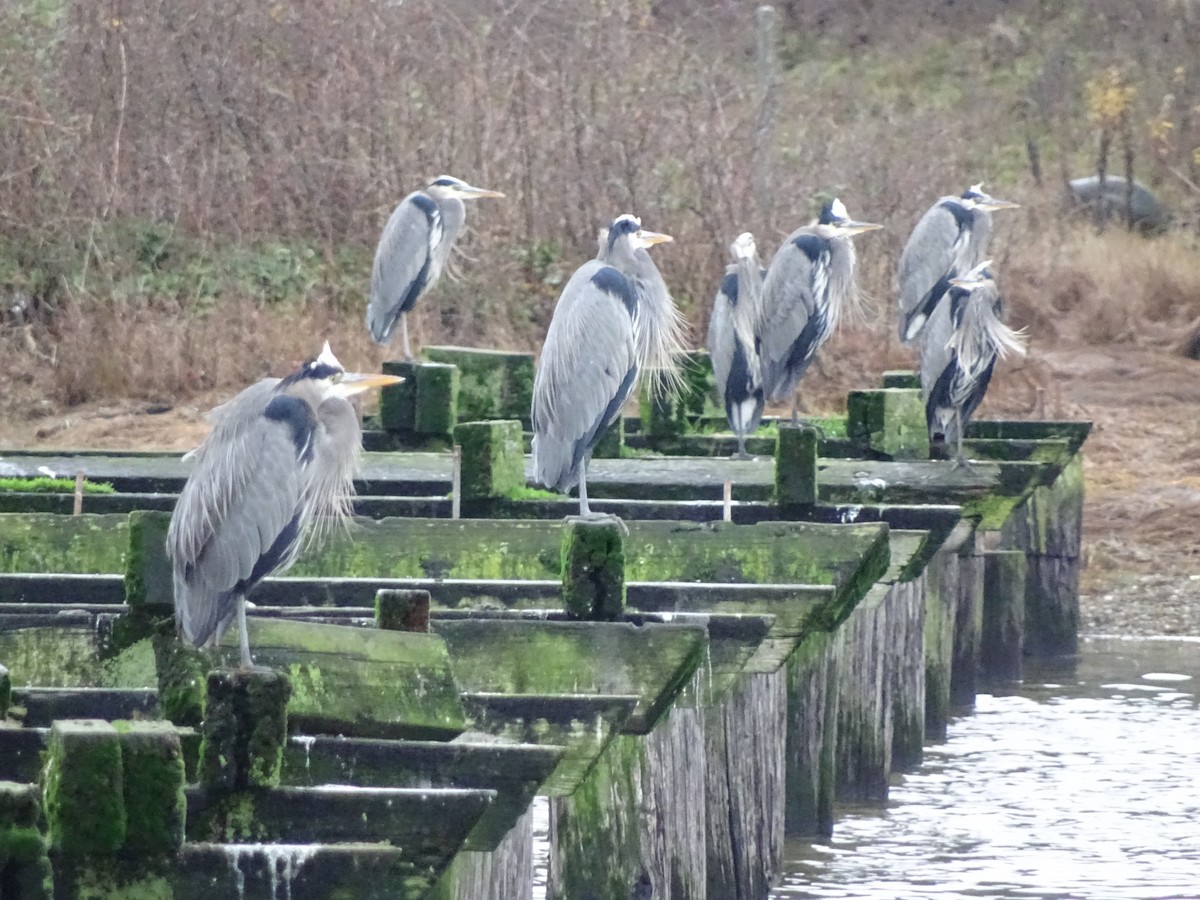 Чапля північна - ML646878573