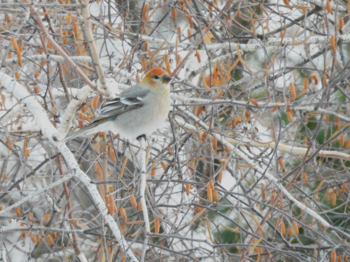 ギンザンマシコ - ML646878575