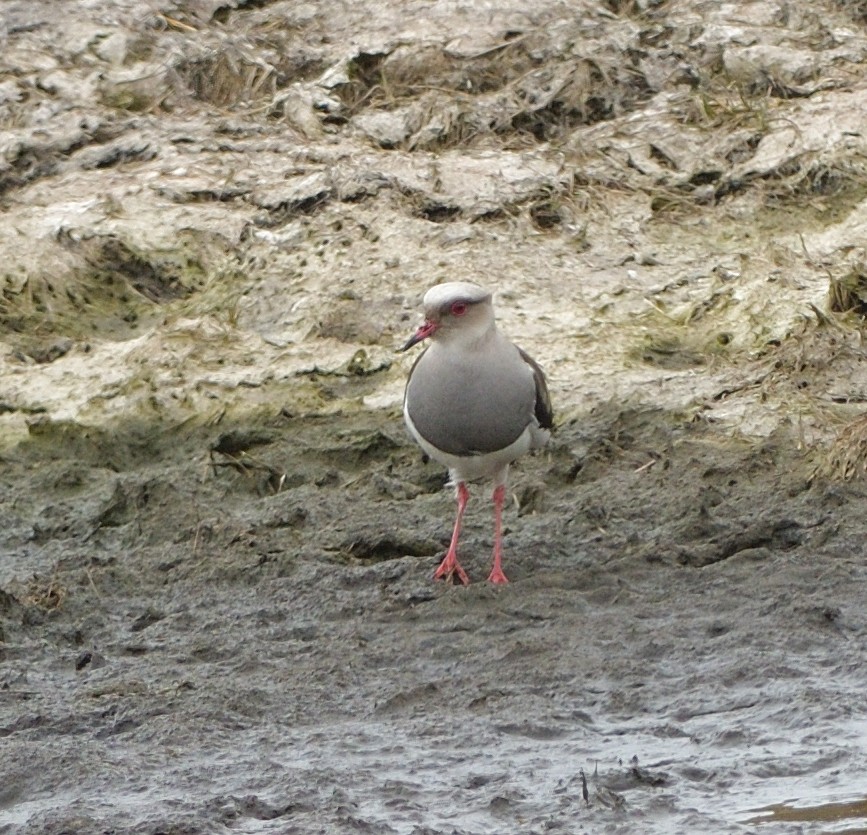 Andean Lapwing - ML646878590