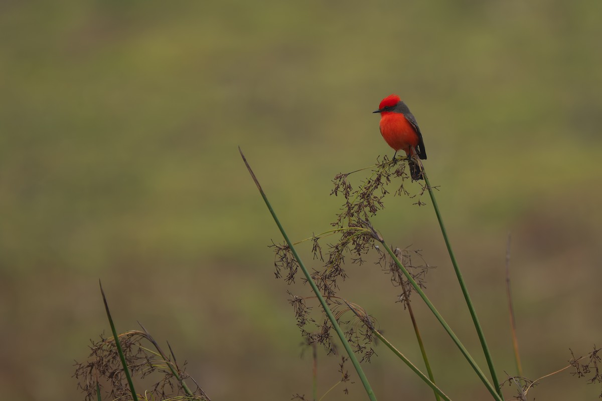 Vermilion Flycatcher - ML646878591