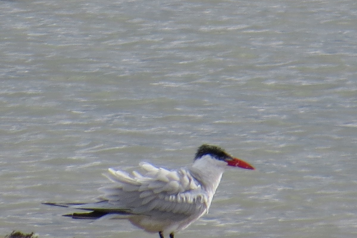 Caspian Tern - ML646878593