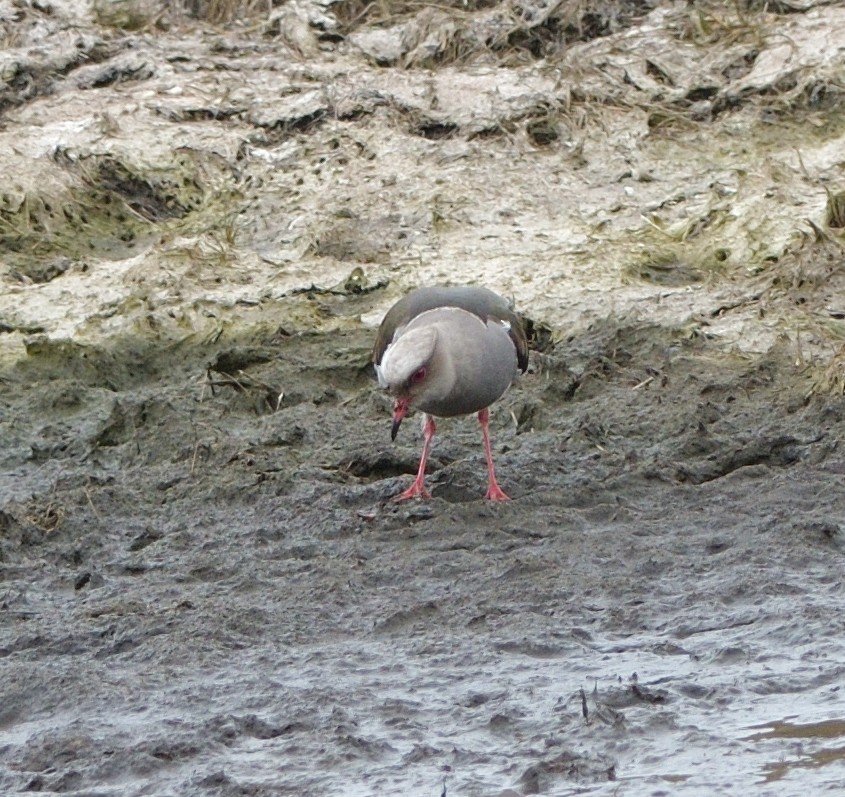 Andean Lapwing - ML646878594