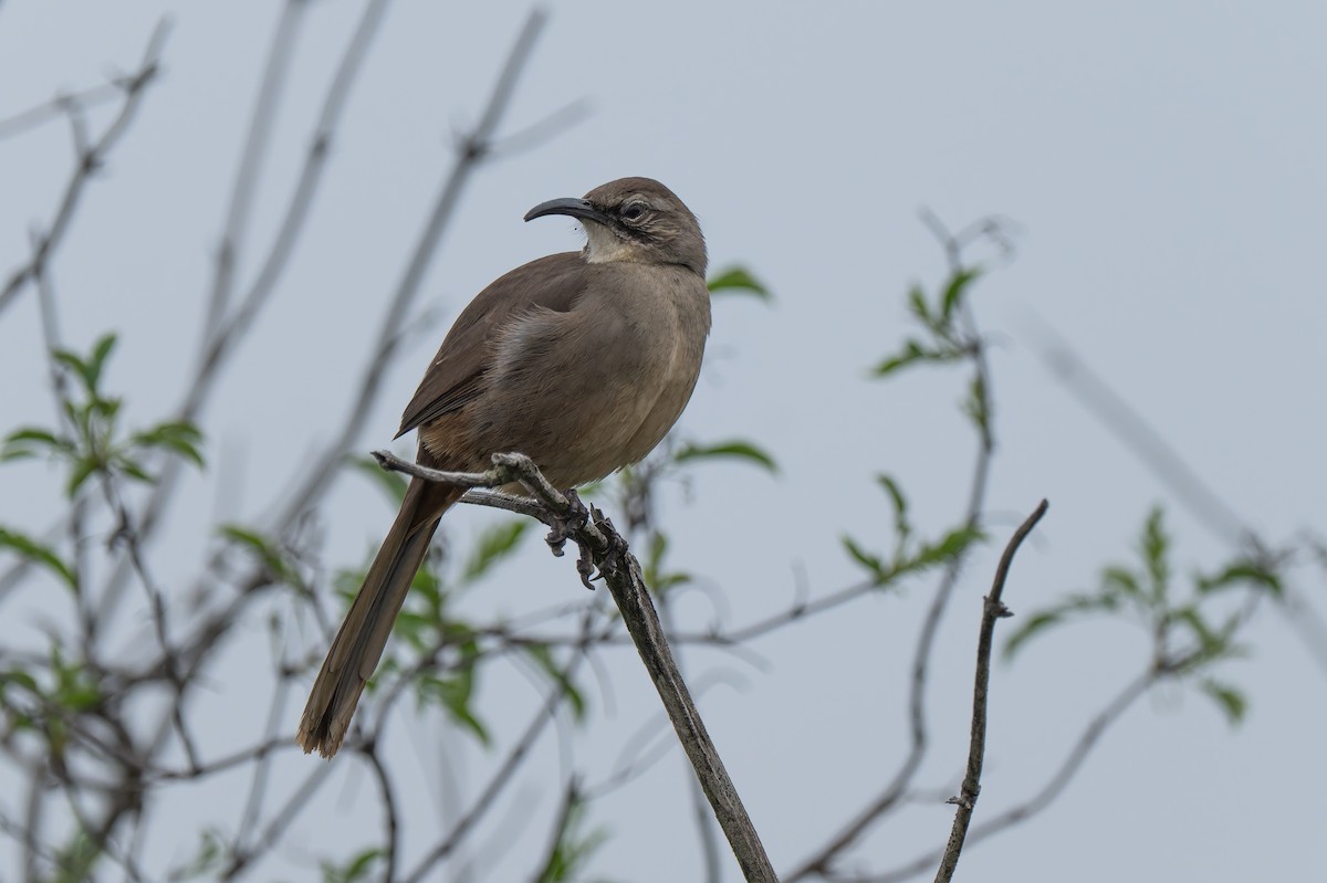 California Thrasher - ML646878595