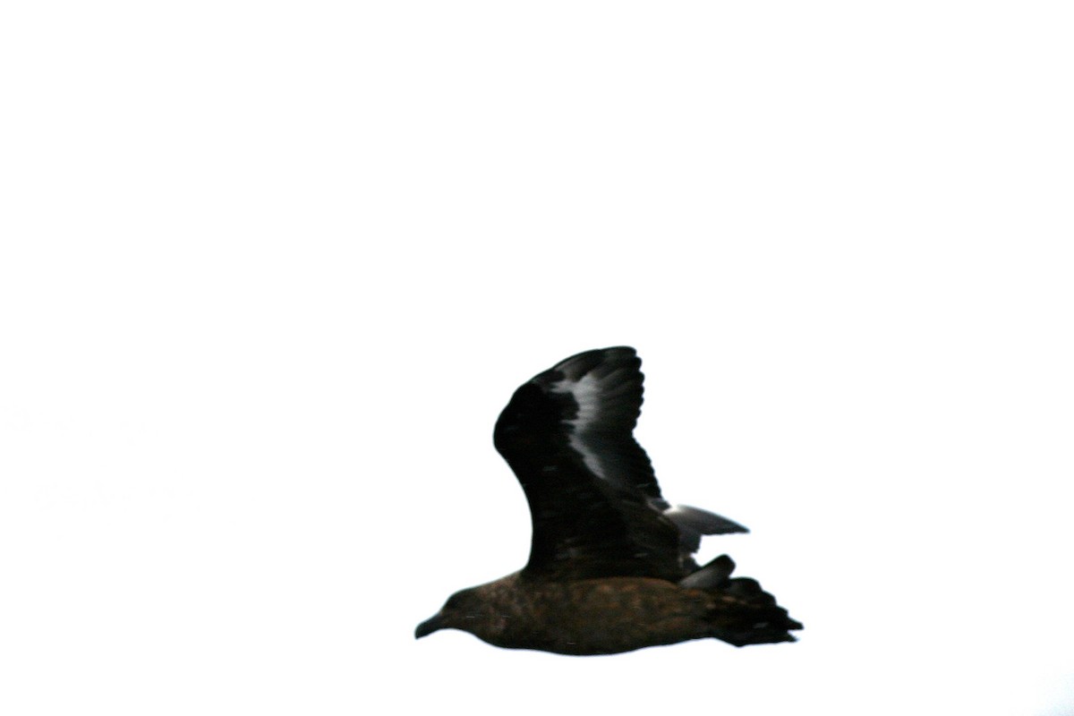 Brown Skua - ML646878602