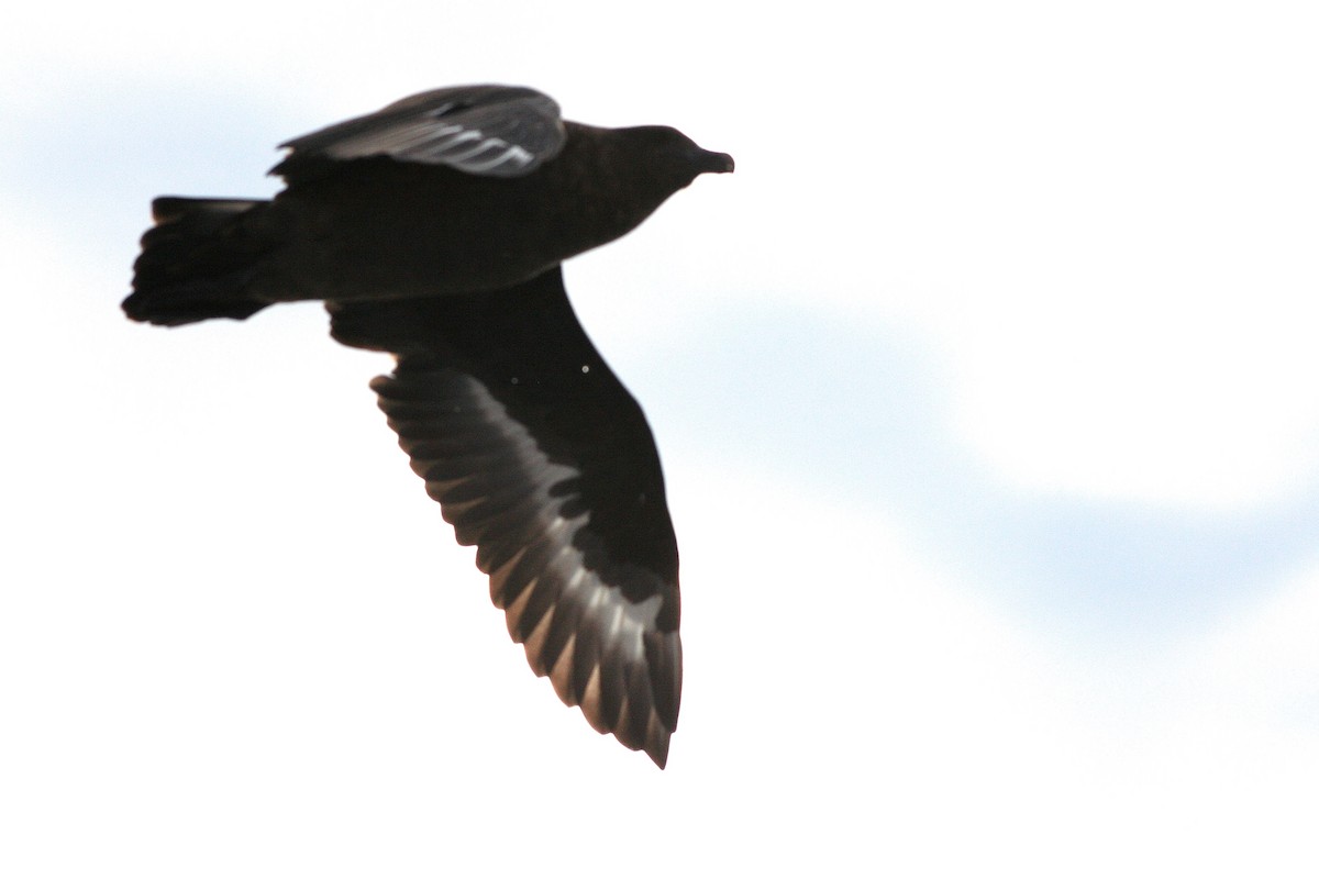 Brown Skua - ML646878603