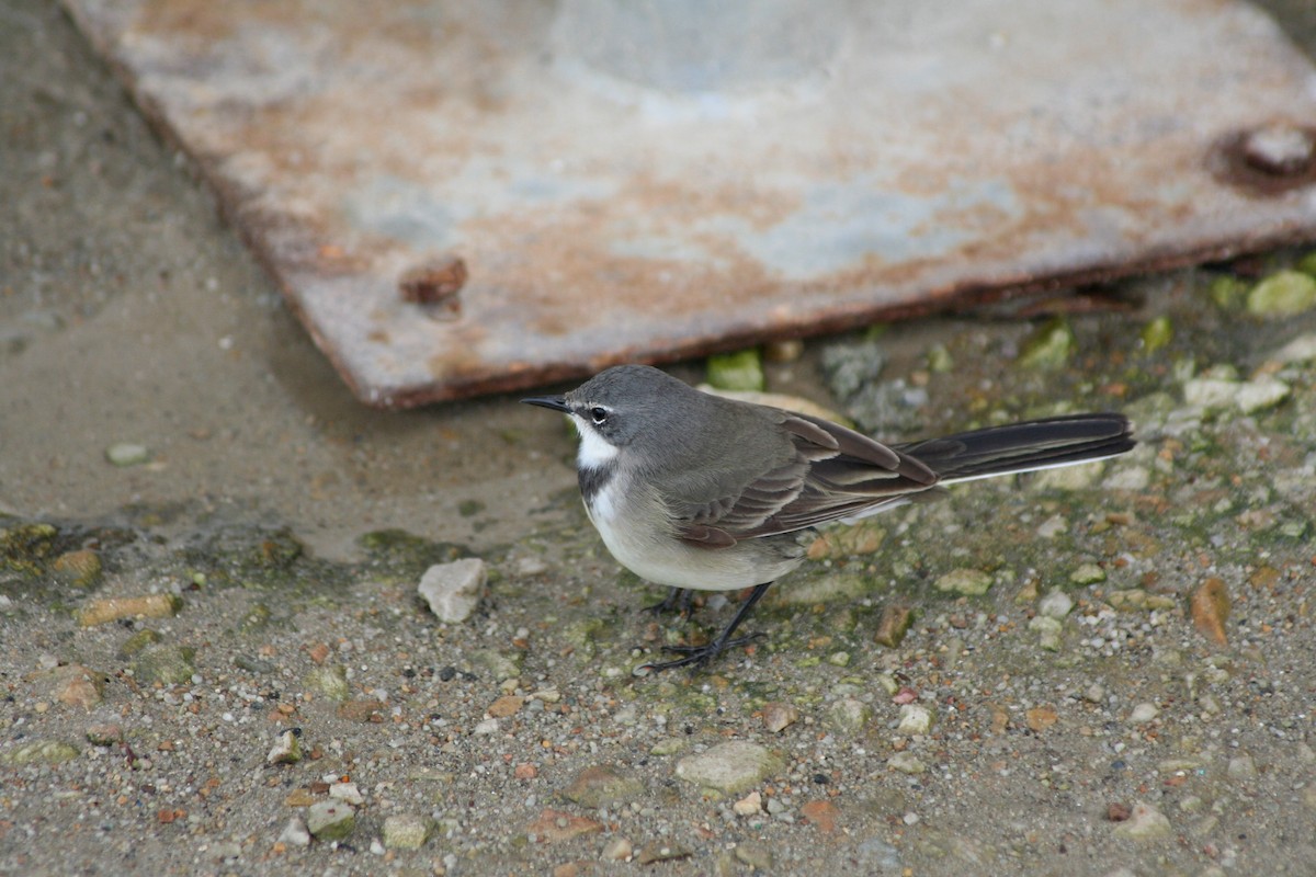 Cape Wagtail - ML646878608