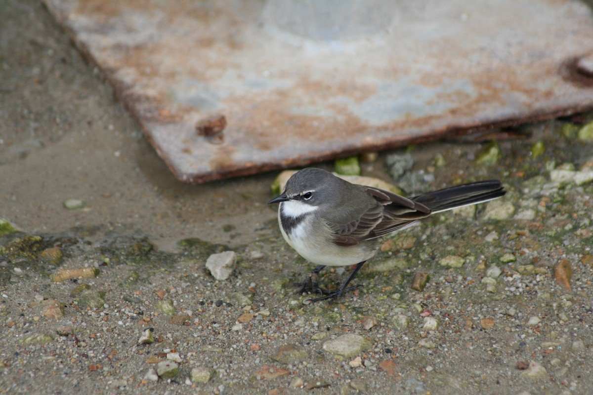 Cape Wagtail - ML646878609