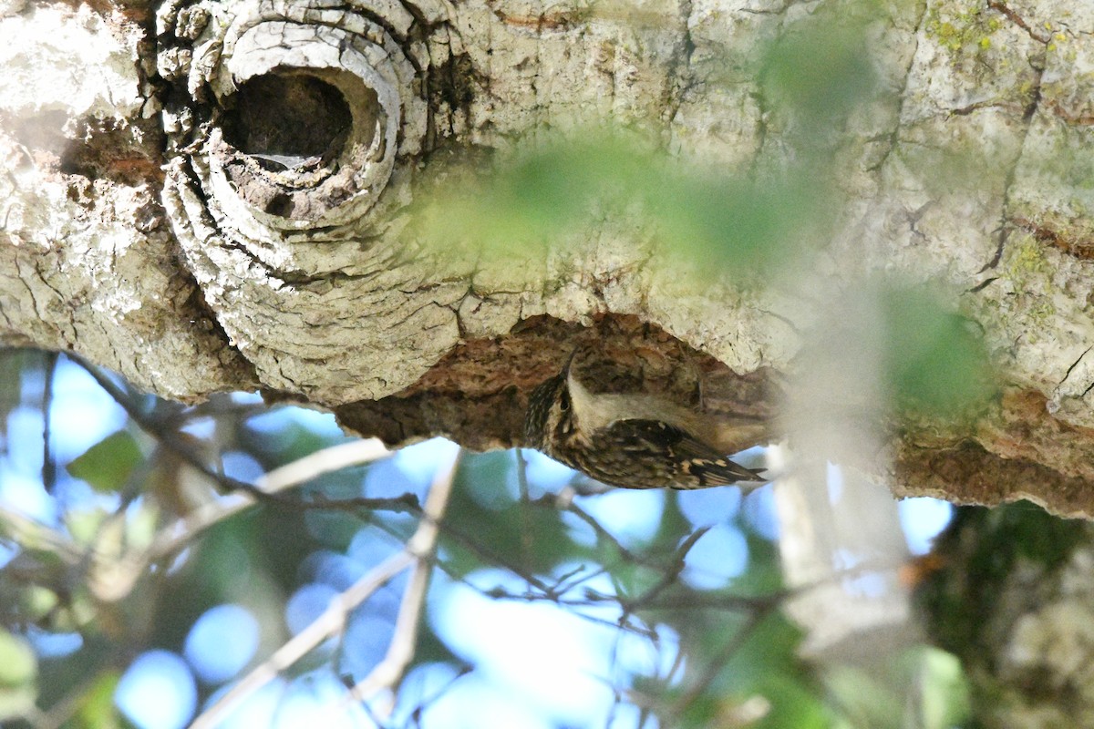 Brown Creeper - ML646878617