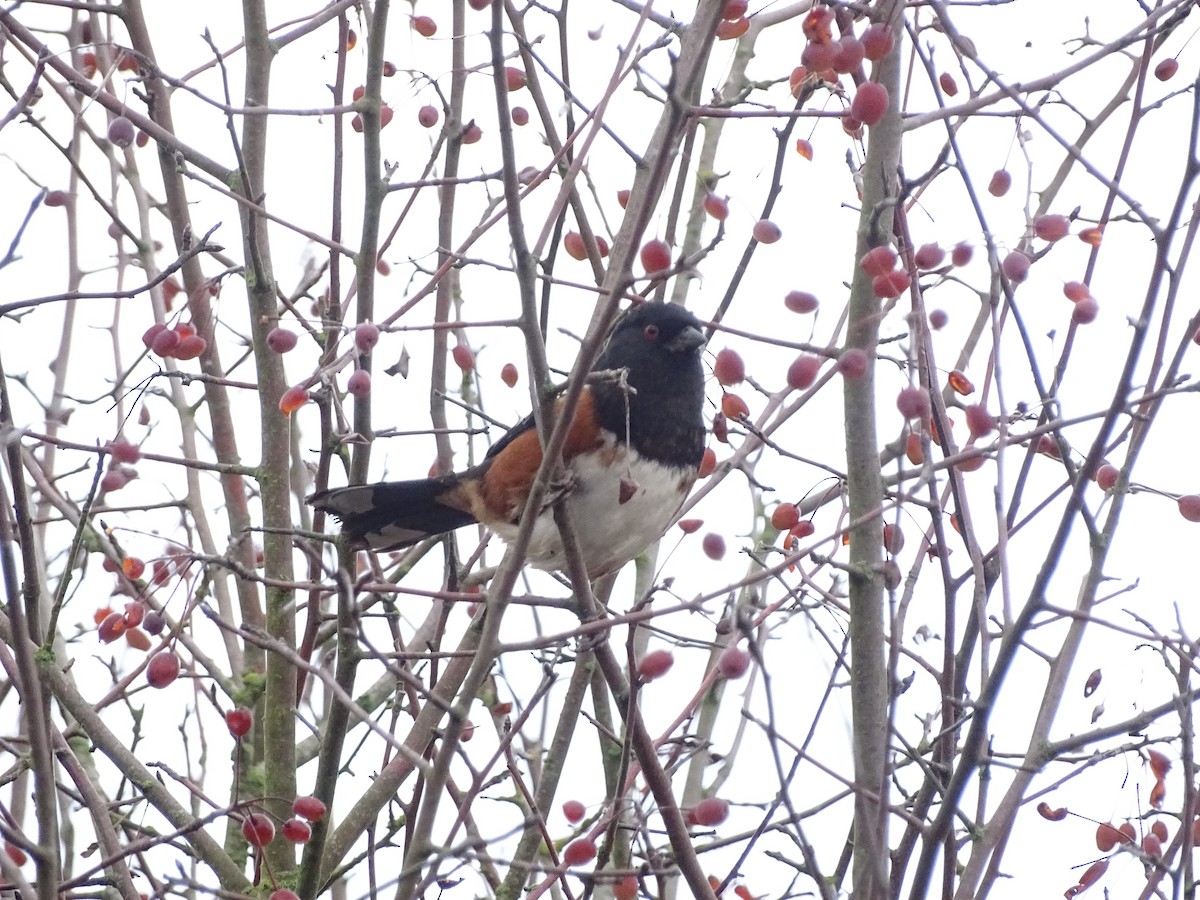 Spotted Towhee - ML646878621