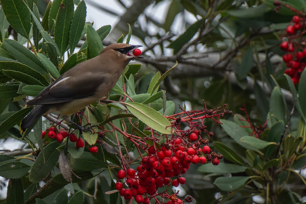 Jaseur d'Amérique - ML646878622