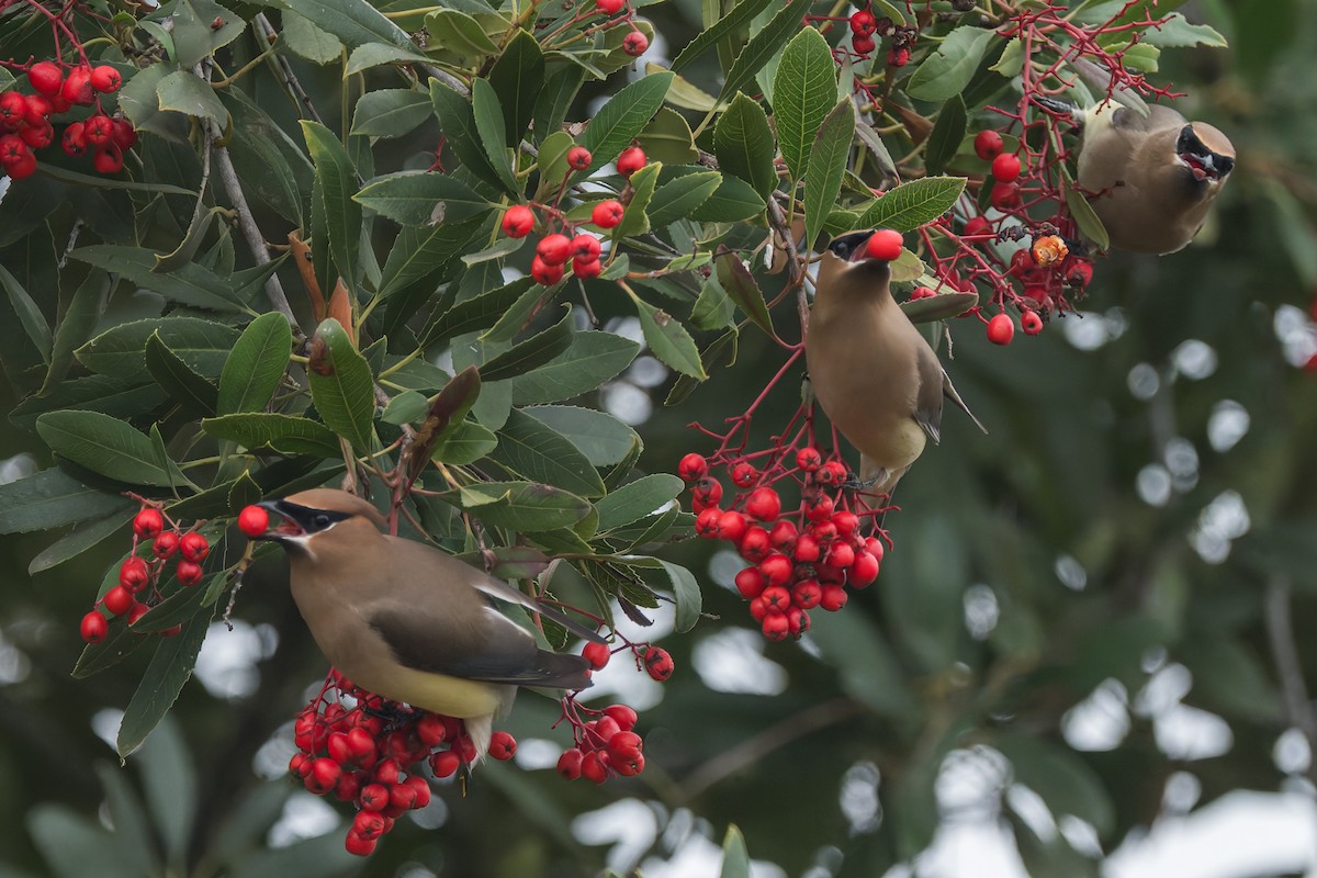 Jaseur d'Amérique - ML646878623