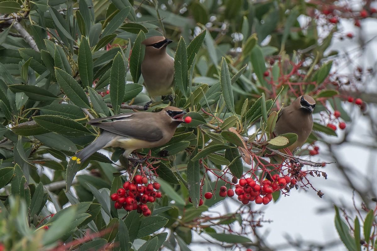 Jaseur d'Amérique - ML646878624