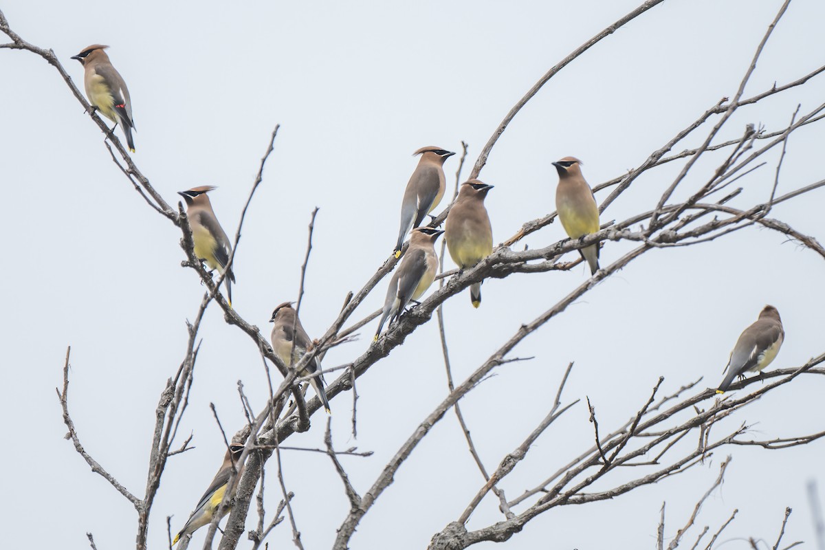 Jaseur d'Amérique - ML646878625