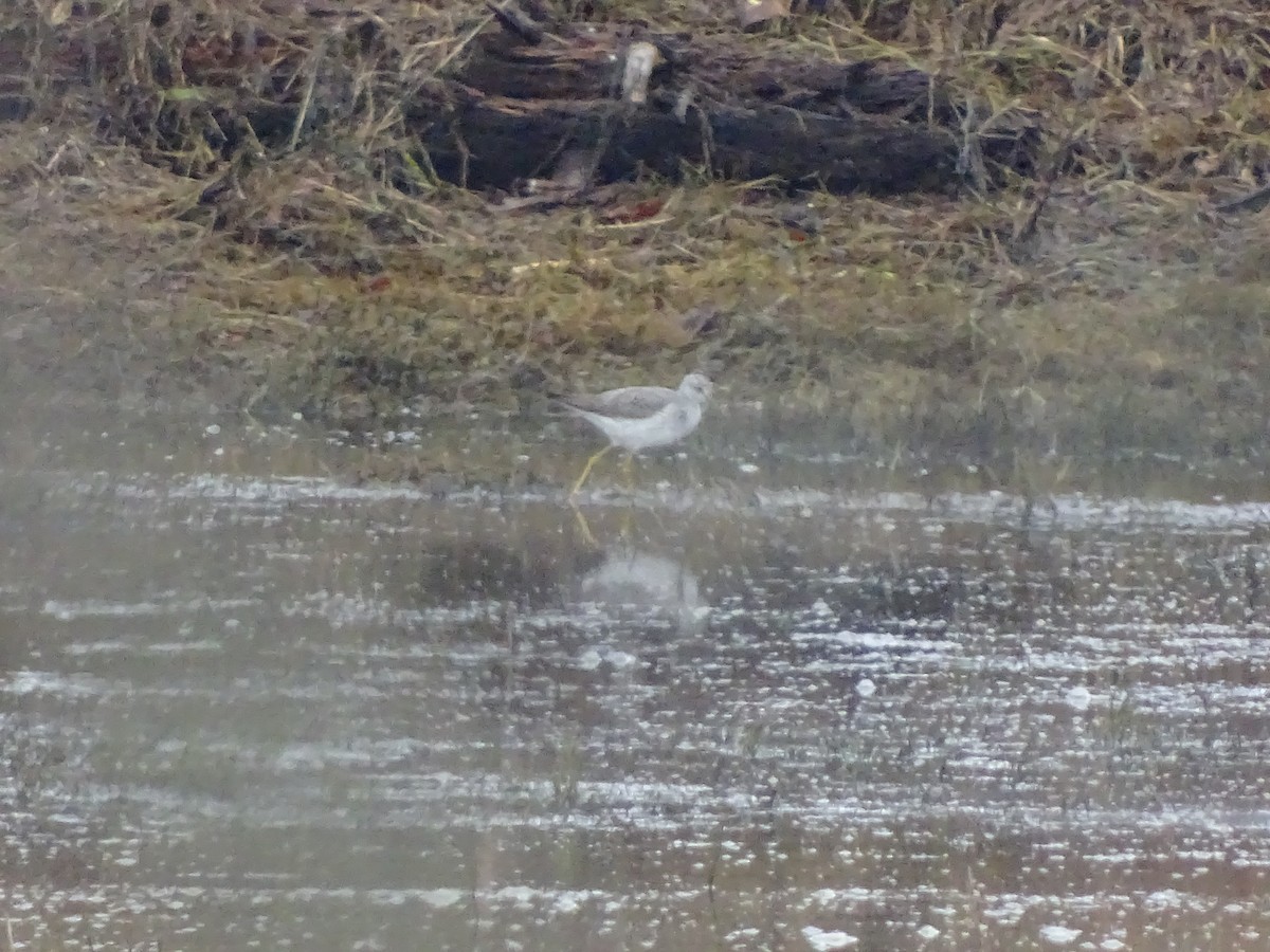 Коловодник строкатий - ML646878628