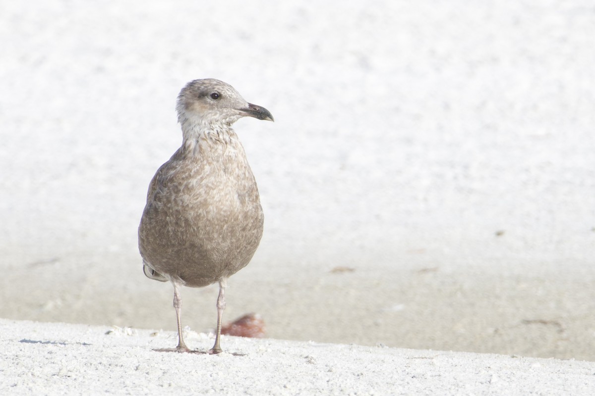 Kaio hauskara amerikarra - ML646878632