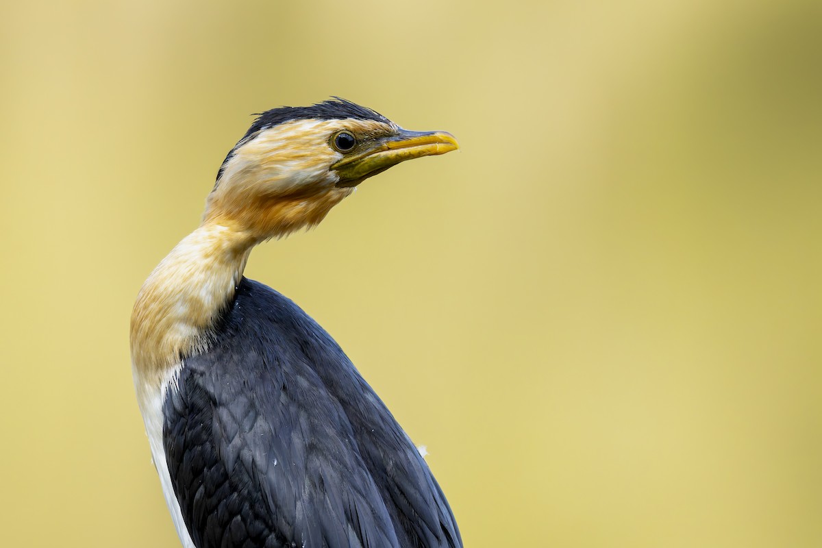 Little Pied Cormorant - ML646878633
