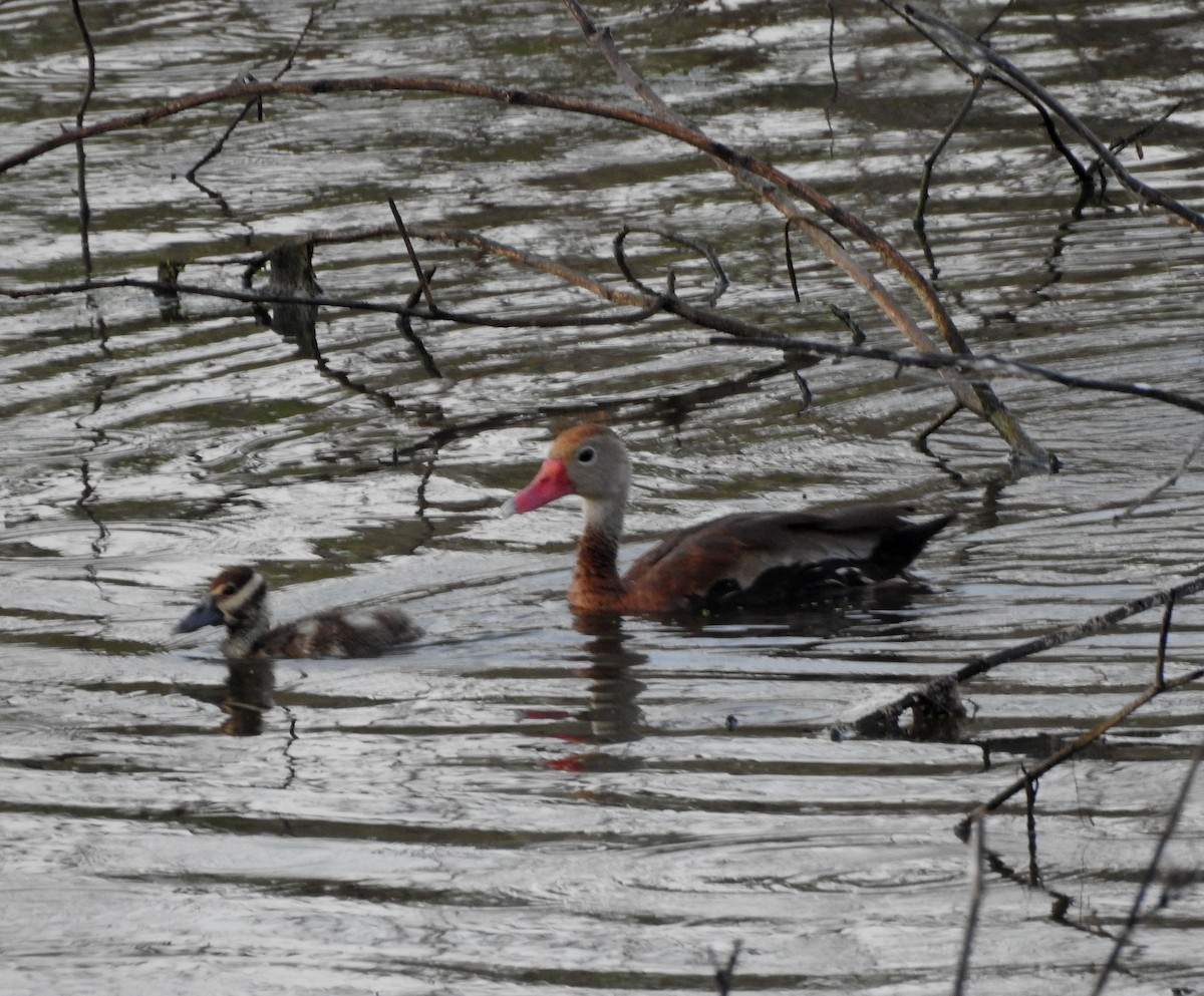 Black-bellied Whistling-Duck - ML646878634