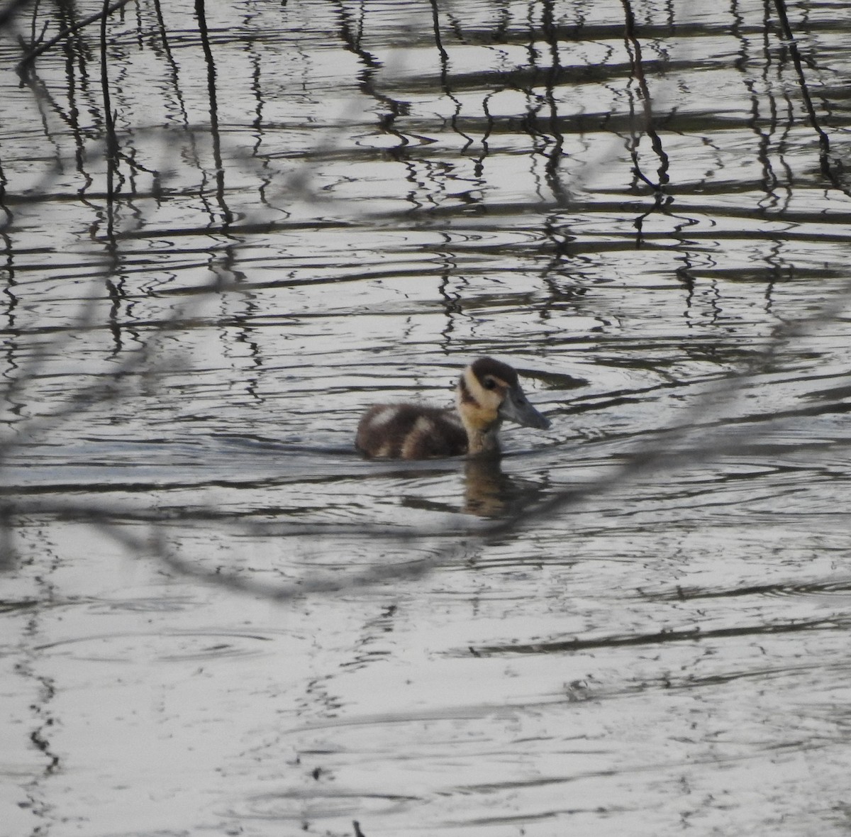 Black-bellied Whistling-Duck - ML646878635