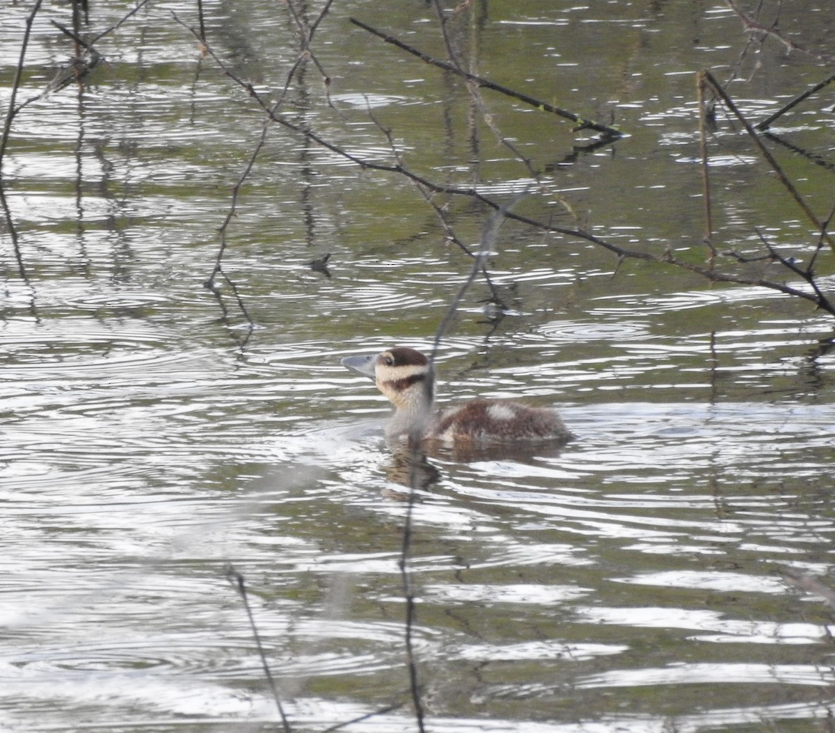 Black-bellied Whistling-Duck - ML646878636