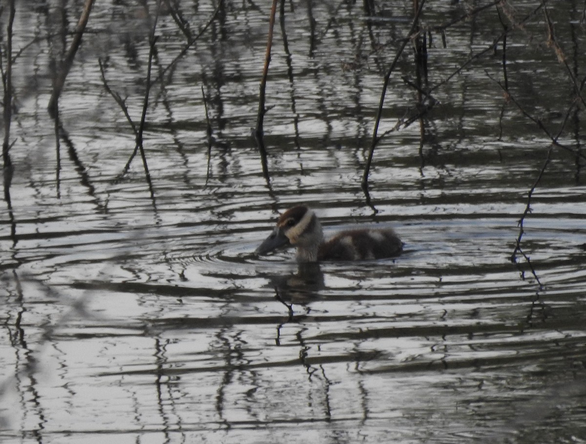 Black-bellied Whistling-Duck - ML646878637