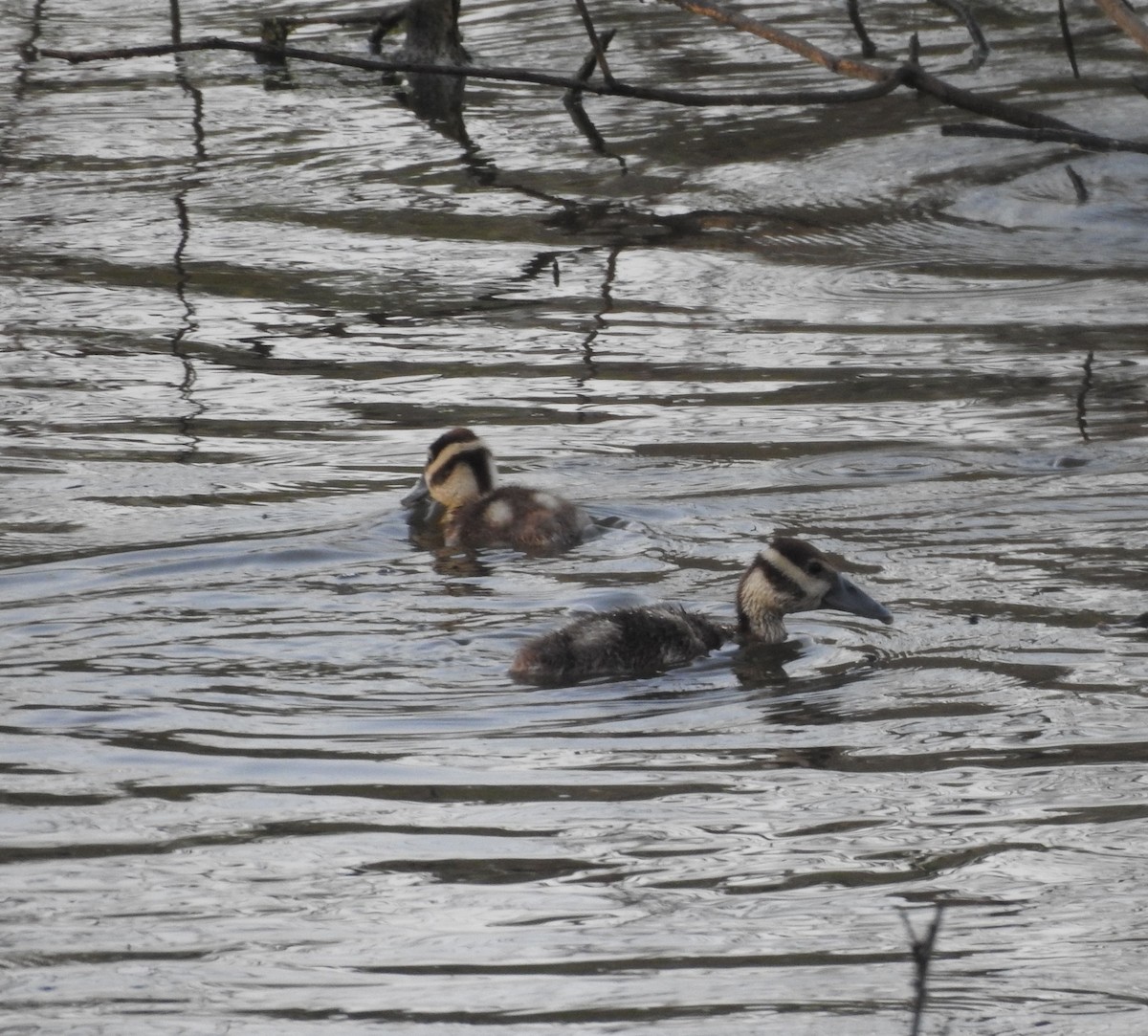 Black-bellied Whistling-Duck - ML646878638