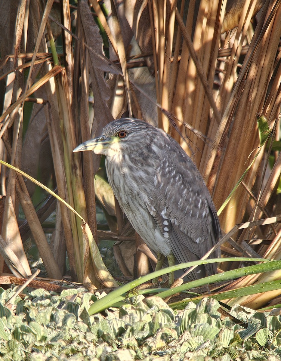 Amiltxori arrunta - ML646878639