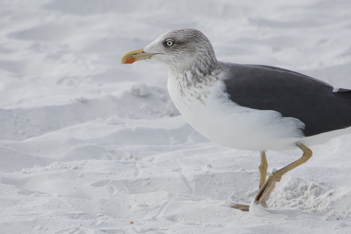 Kaio iluna - ML646878640