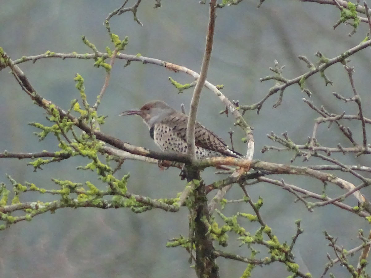 Декол золотистий - ML646878641