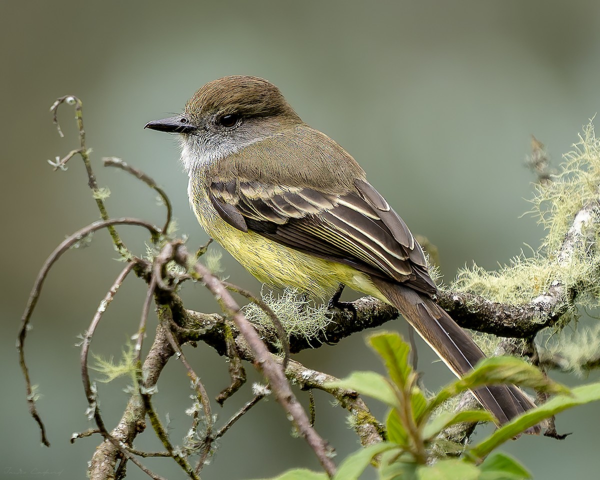 シロヘリオオヒタキモドキ - ML646878642