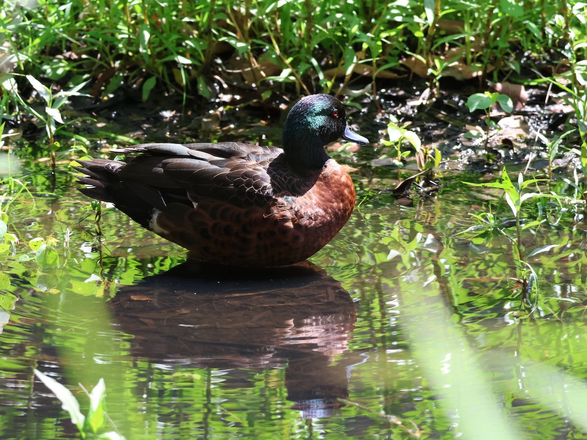 Chestnut Teal - ML646878646