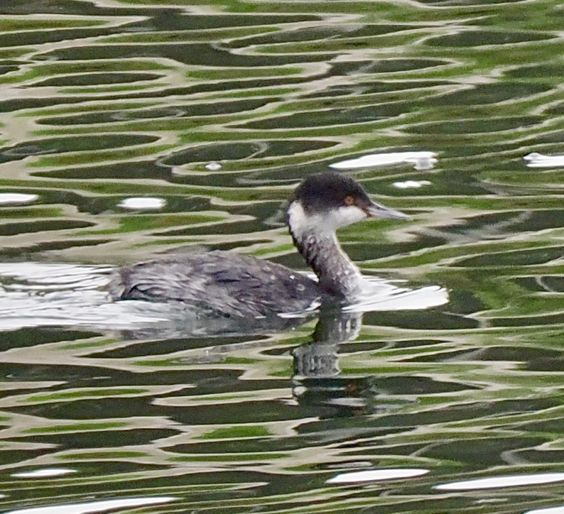 ミミカイツブリ - ML646878648