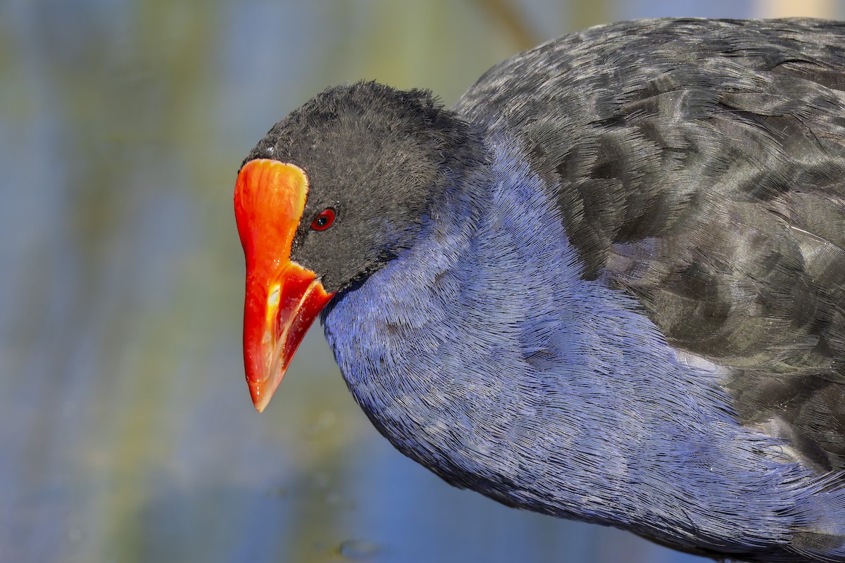 Australasian Swamphen - ML646878653