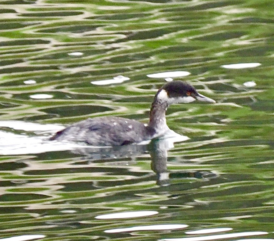 ミミカイツブリ - ML646878662