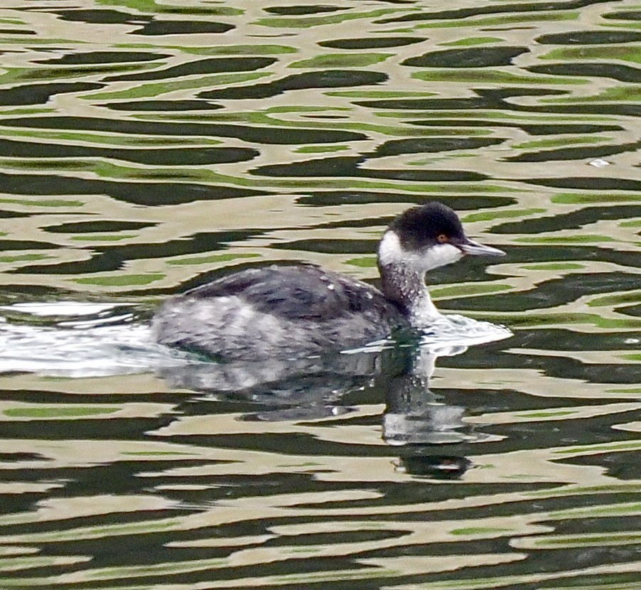 ミミカイツブリ - ML646878663