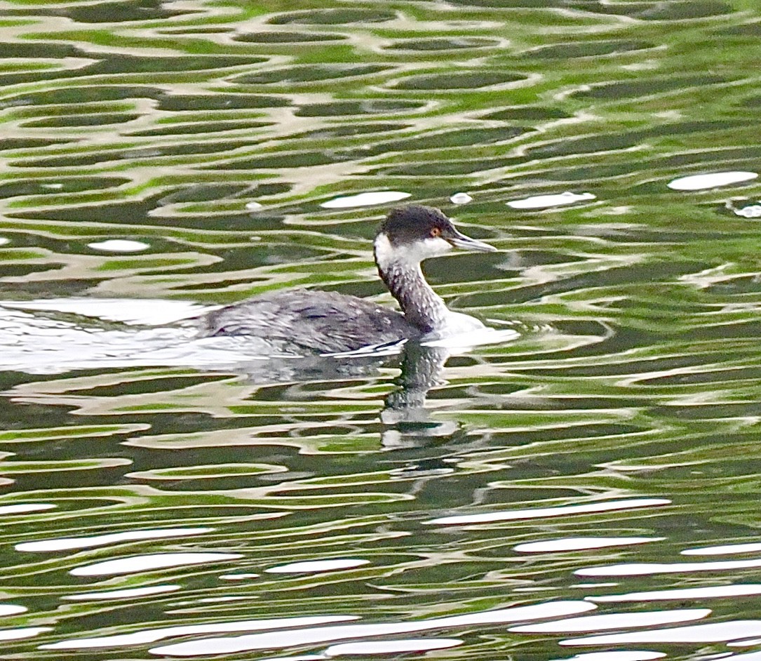 ミミカイツブリ - ML646878664