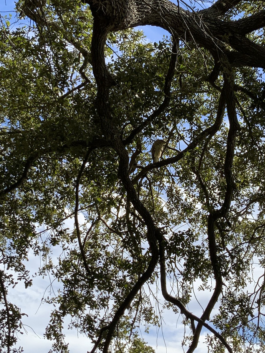 Black-crowned Night Heron - ML646878665