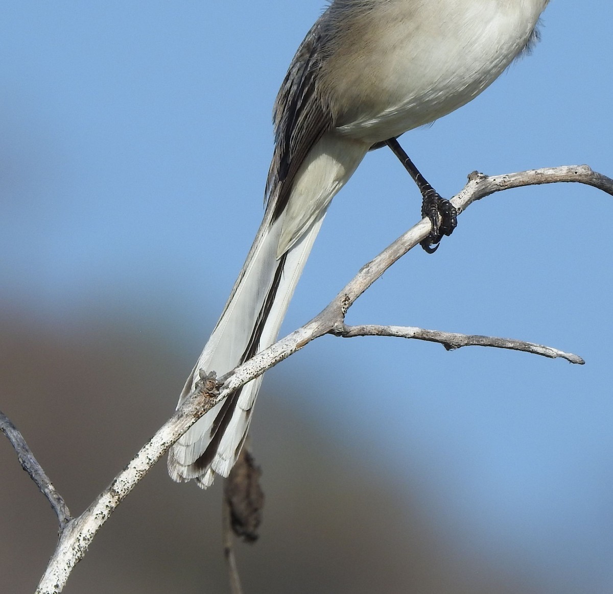Northern Mockingbird - ML646878671