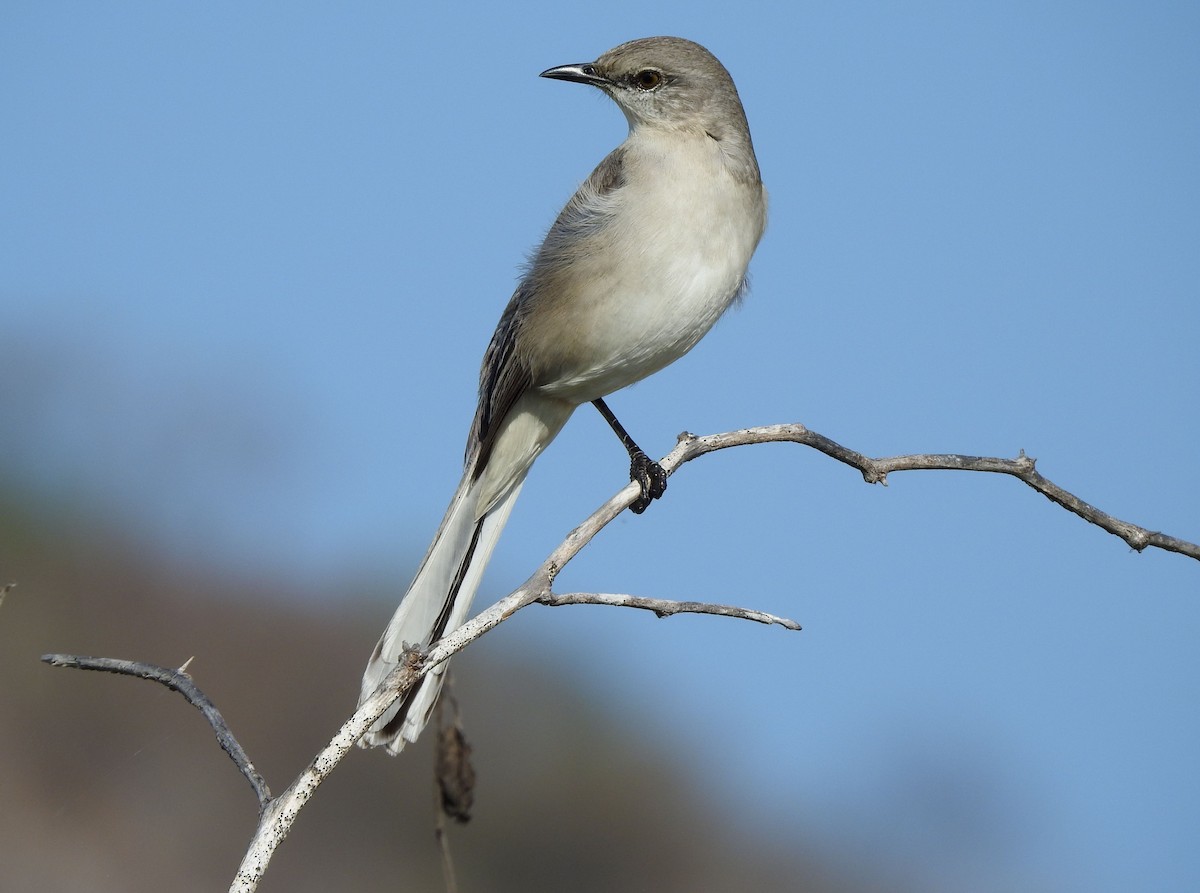 Northern Mockingbird - ML646878673