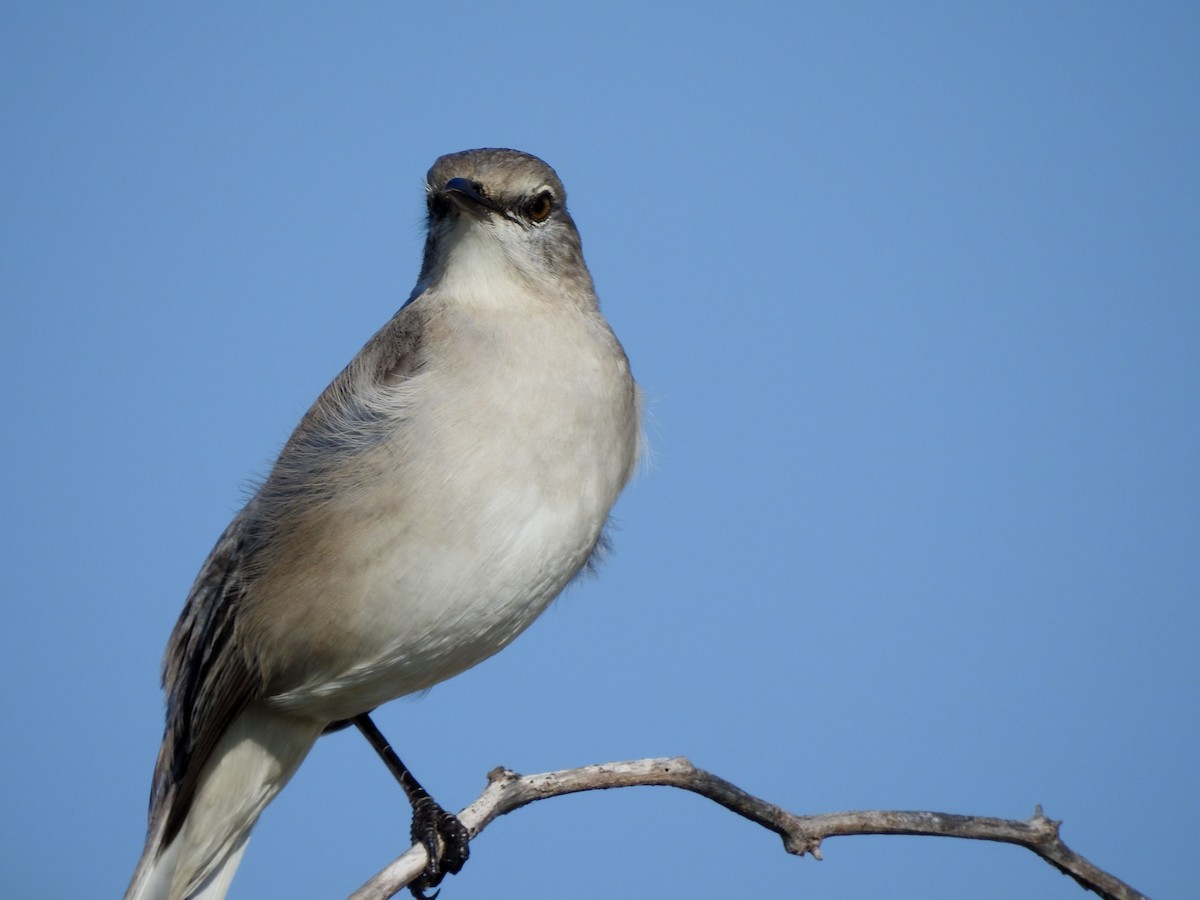 Northern Mockingbird - ML646878674