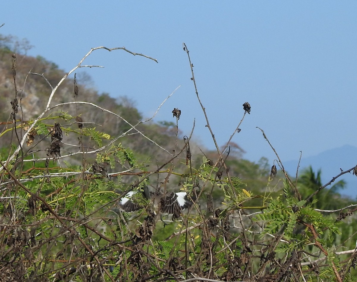 Northern Mockingbird - ML646878675