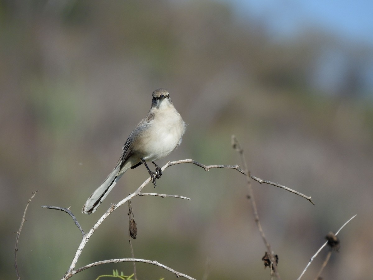 Northern Mockingbird - ML646878676