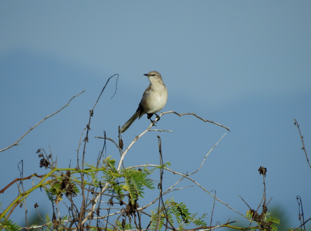 Northern Mockingbird - ML646878677