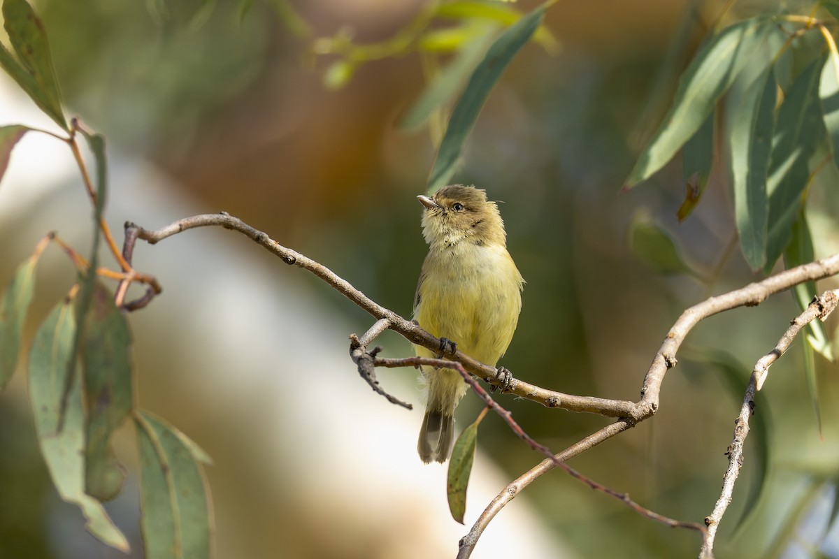 Weebill - ML646878678