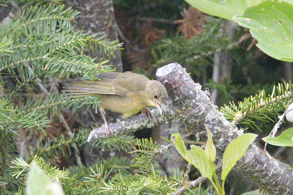 Common Yellowthroat - ML646878679