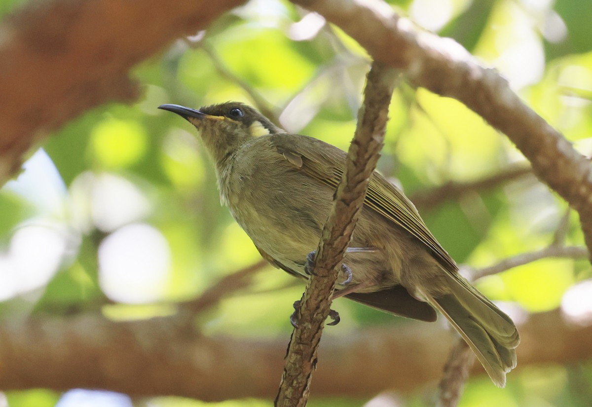 Cryptic Honeyeater - ML646878684