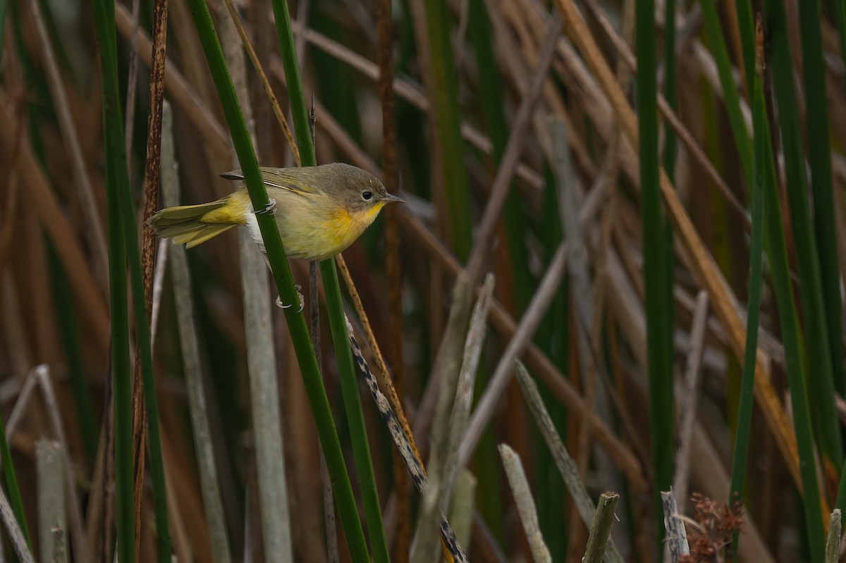 Common Yellowthroat - ML646878685