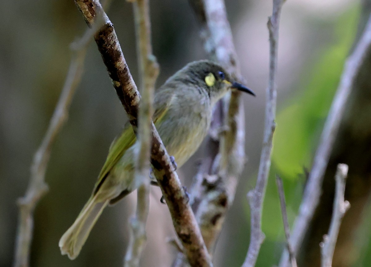 Cryptic Honeyeater - ML646878689